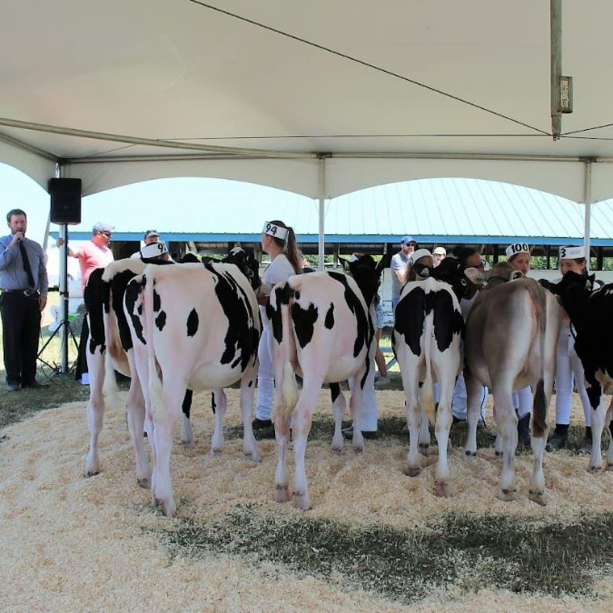Row of cows at the exposition agricole de Calixa-Lavallée