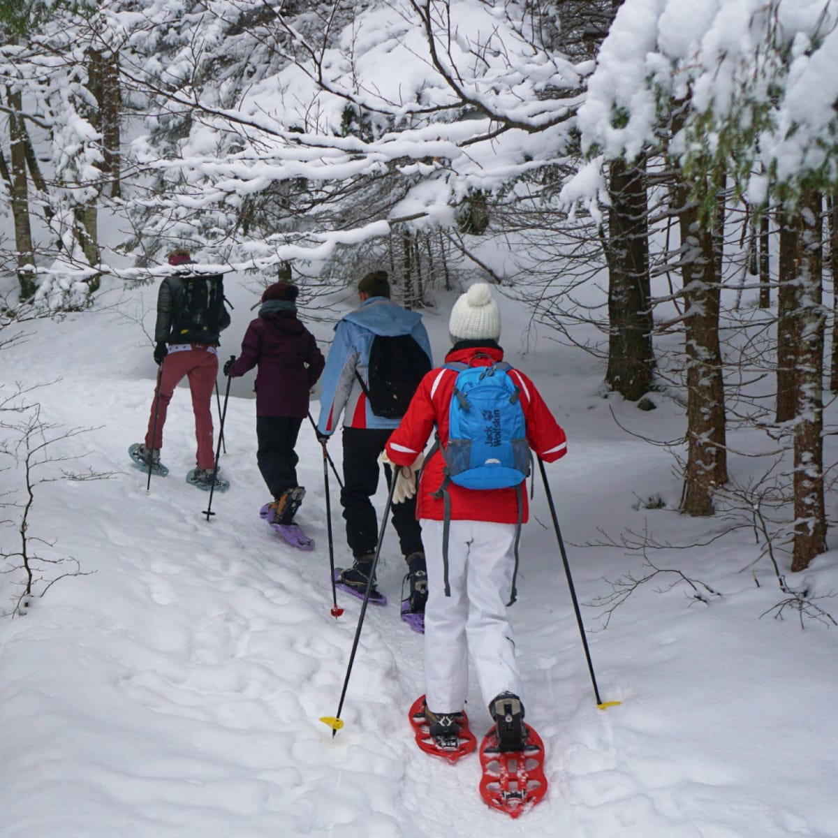 Four people, seen from the back, snowshoeing on a forest trail covered in heavy snow.