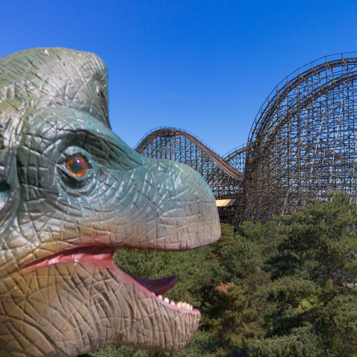 Gros plan sur la tête d'un dinosaure, avec une montagne russe en arrière-plan.