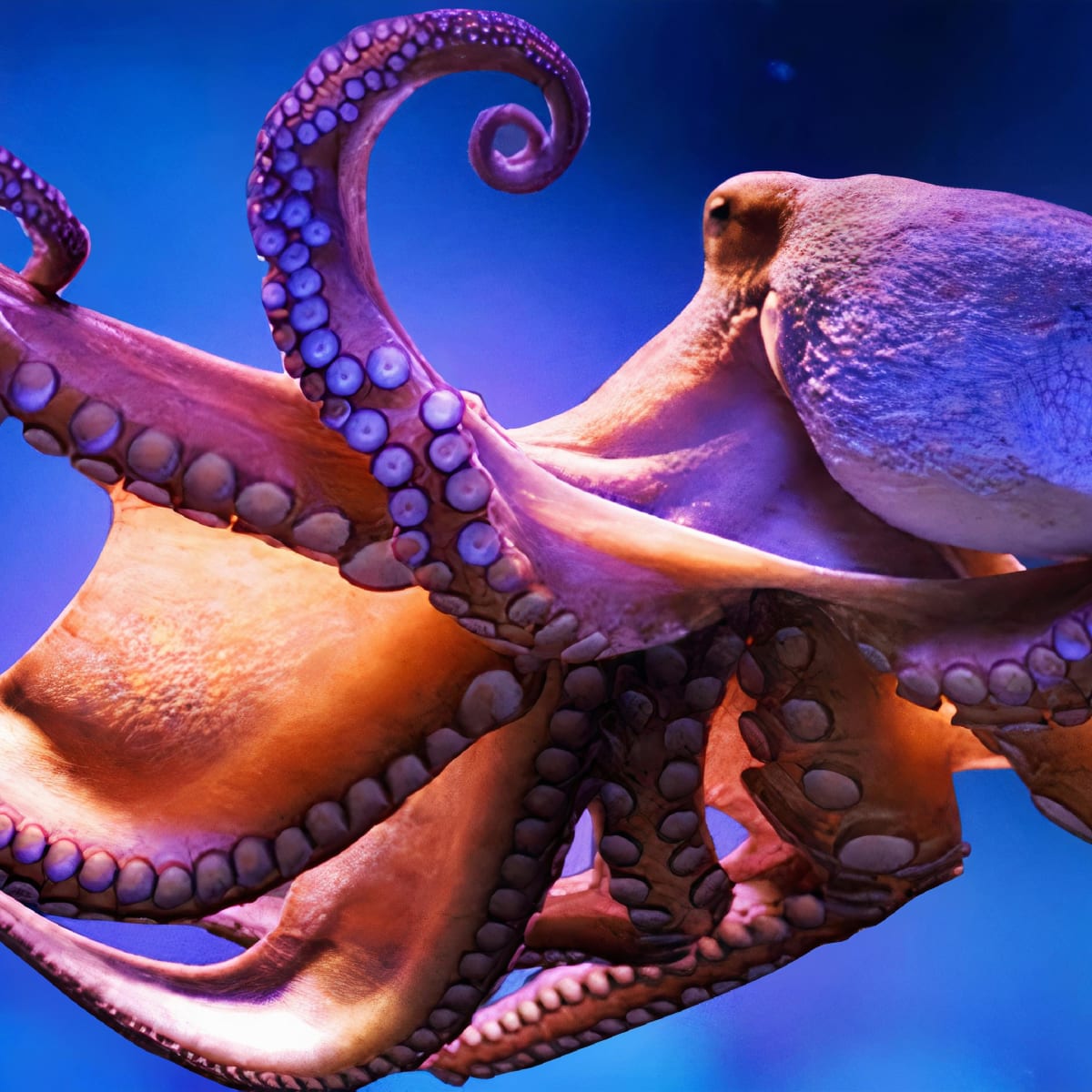 Octopus underwater to illustrate the Tentacles exhibit at the Sherbooke Museum of Nature and Science.