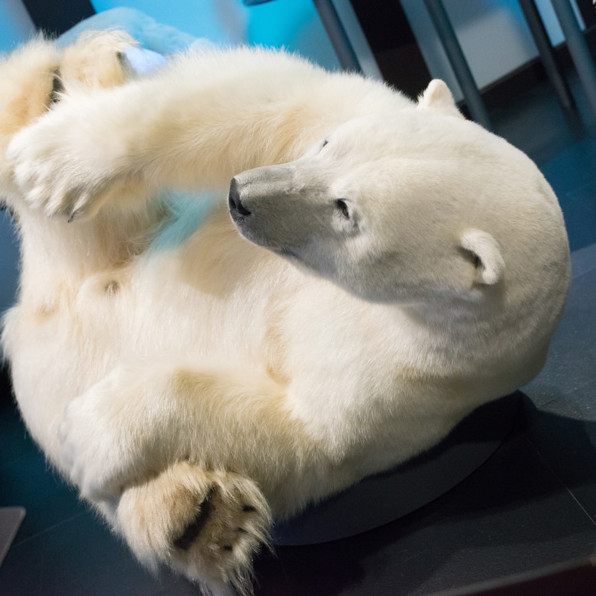 Taxidermied polar bear from the AlterAnima exhibit at the Sherbrooke Museum of Nature and Science.