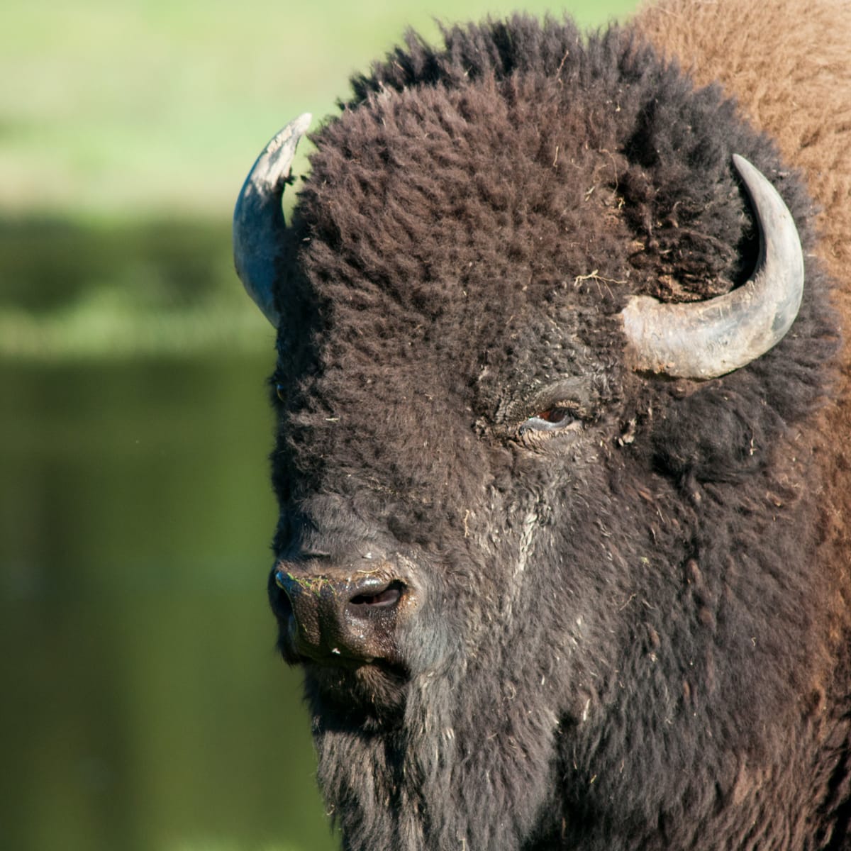 Bison at Parc Oméga