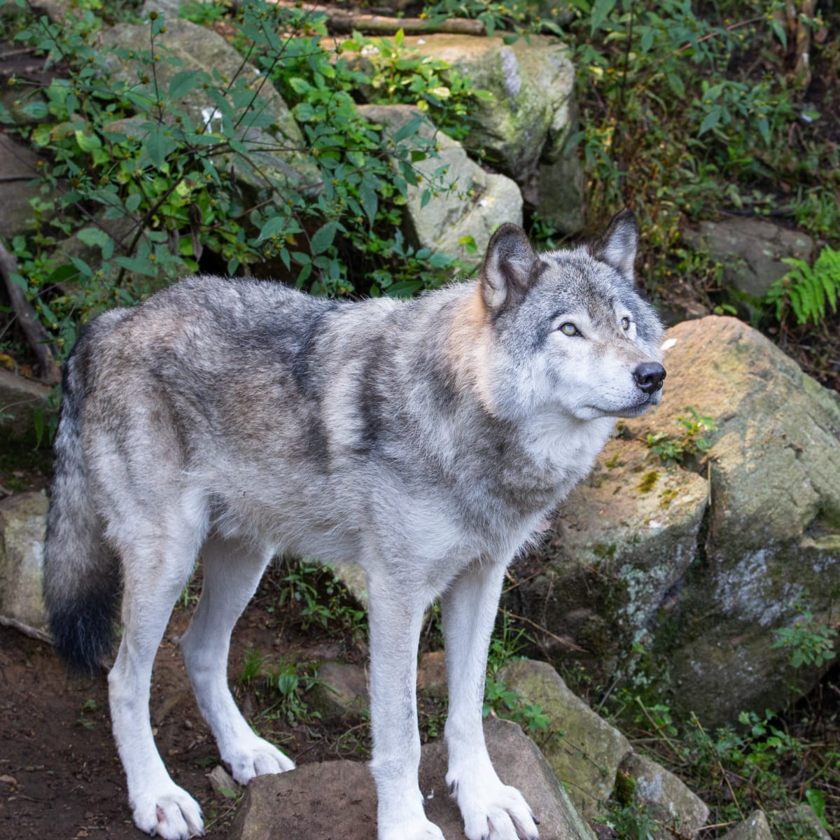 Grey wolf at the Parc Oméga