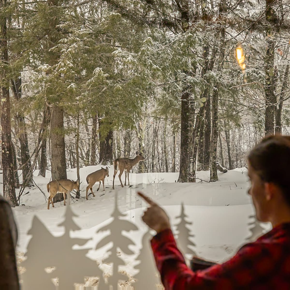 Couple inside a cabin observing deer outside.