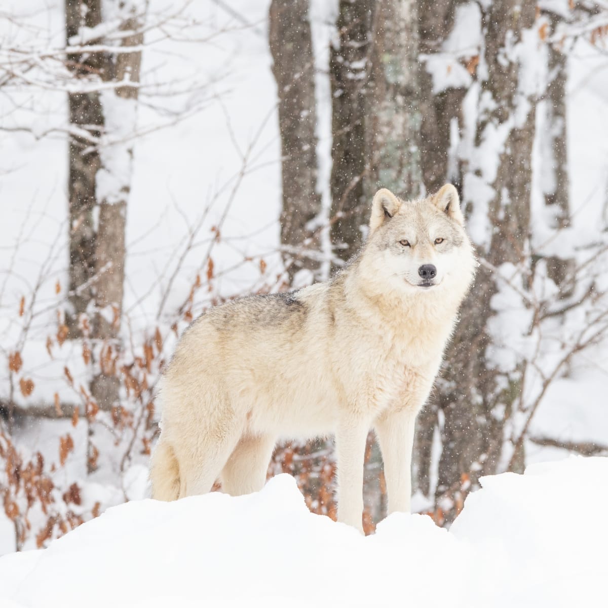Arctic wolf in the snow at Parc Omega.