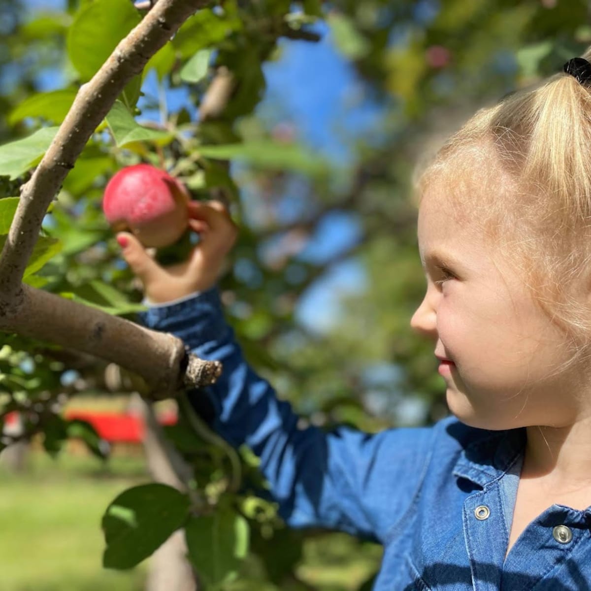 Little girl picking an apple in an orchard.