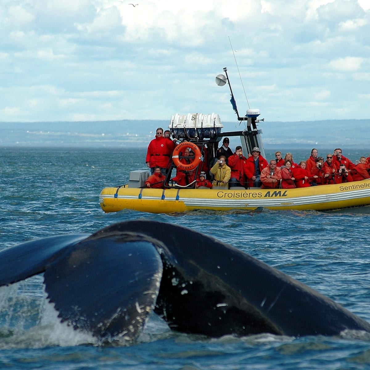 Zodiac full of passengers watching a whale's tail emerge from the water.