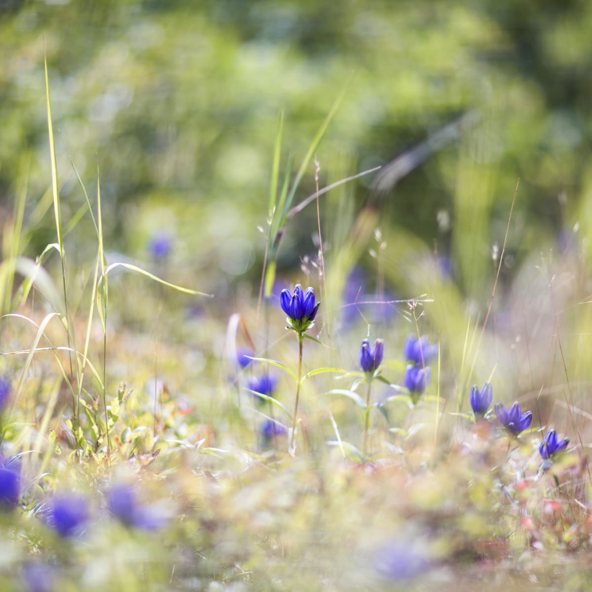 Enjoy spring in Quebec!