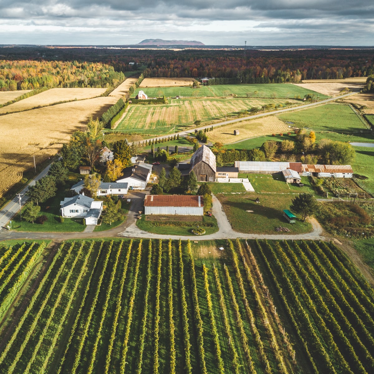 Champs de raisin, paysage rural et vignoble.