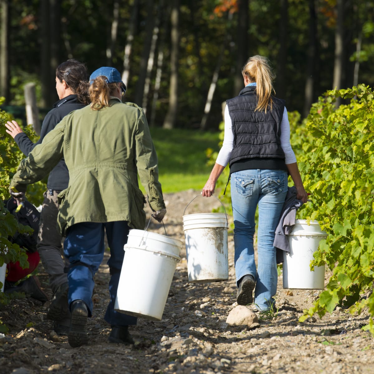 Trois femmes transportant des seaux de raisin entre des rangées de vignes.