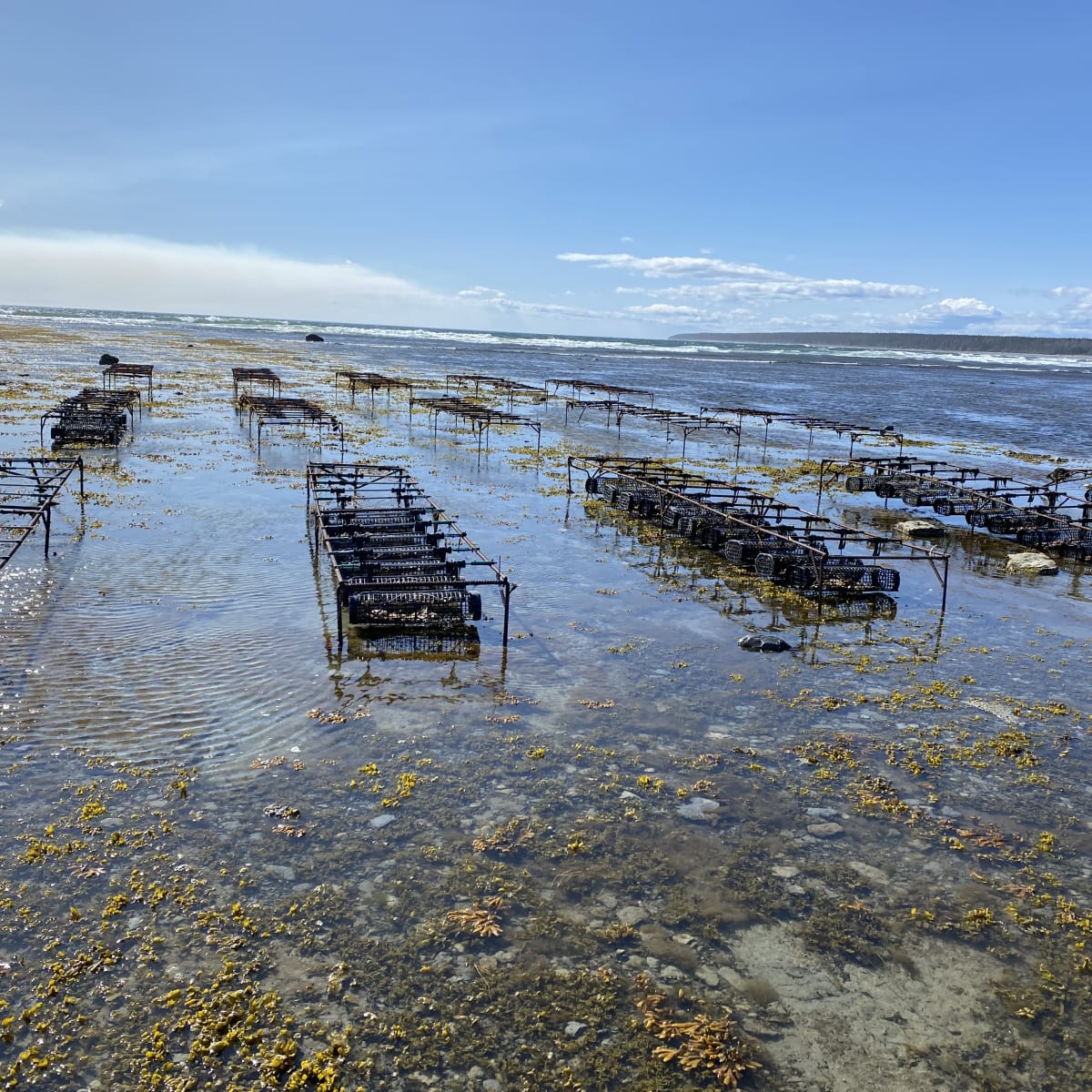 The Ferme Manowin oyster farm.