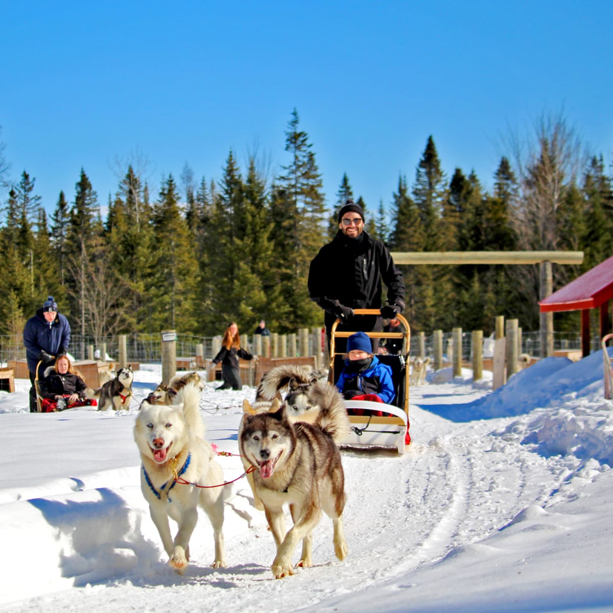 Dogsledding excursion