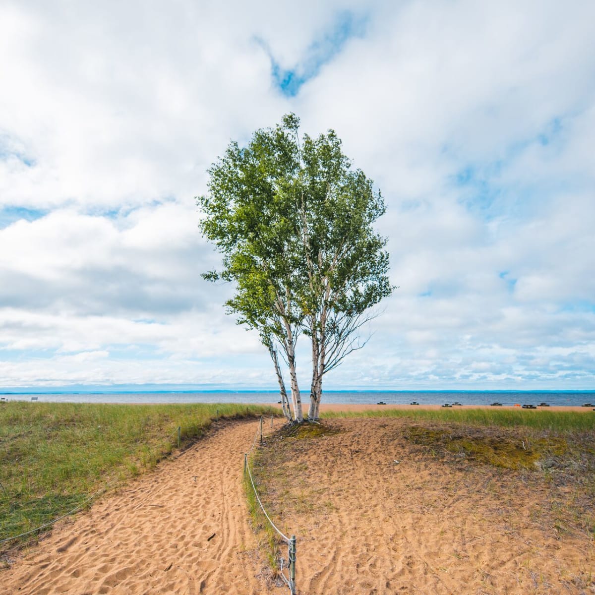 Tree by the lake at the parc national de la Pointe-Taillon.