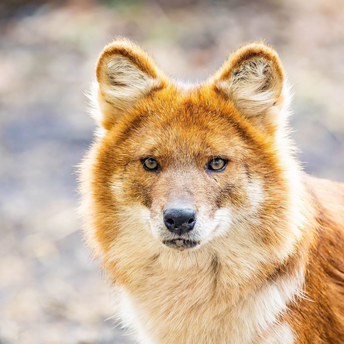 Gros plan sur la tête d’un dhole au pelage roux.