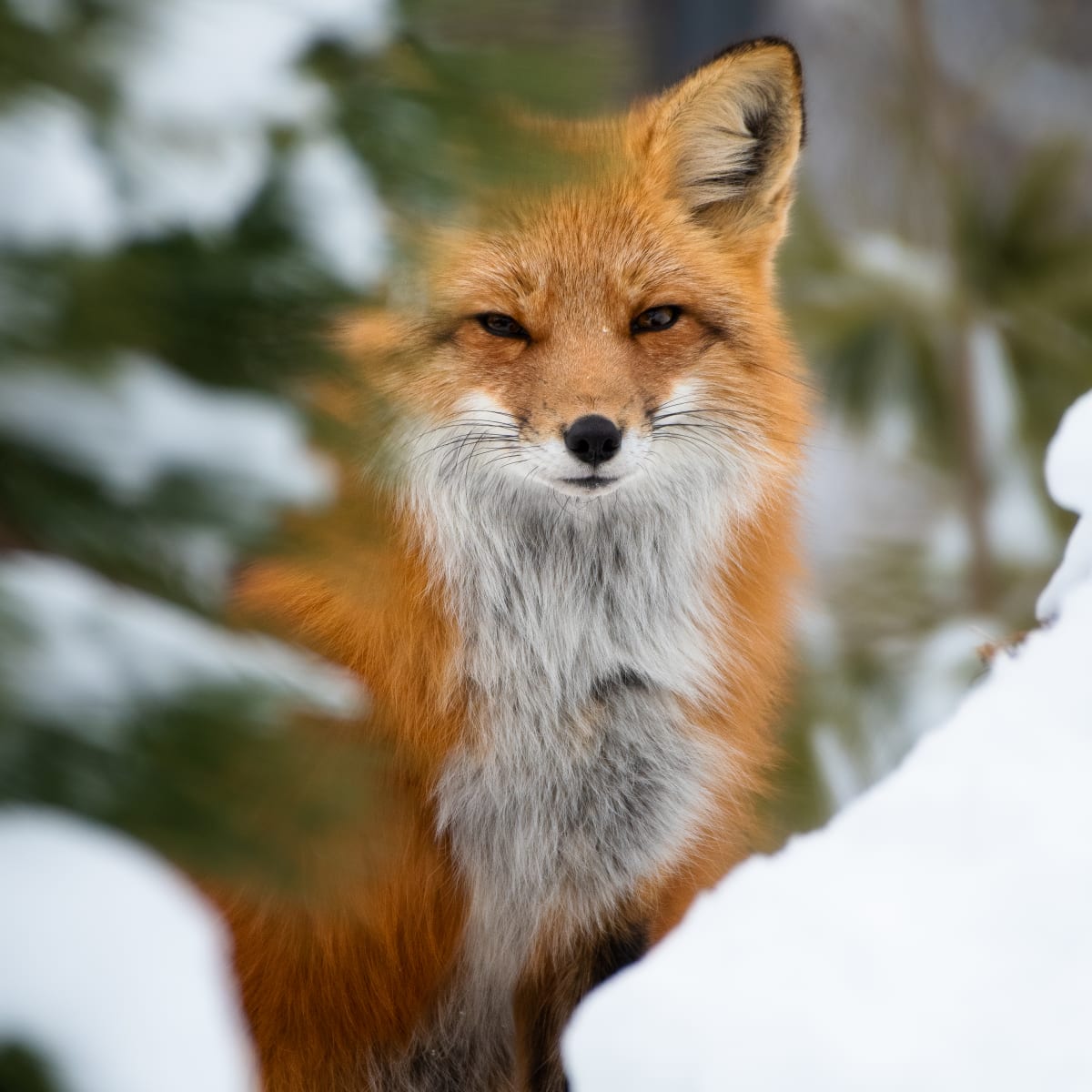 Renard roux au Zoo Ecomuseum