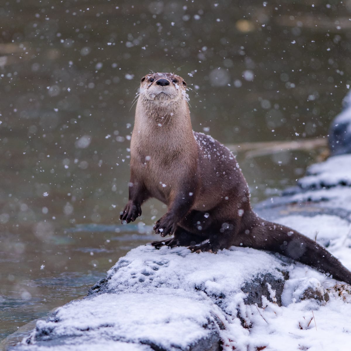 Loutre de rivière au Zoo Ecomuseum