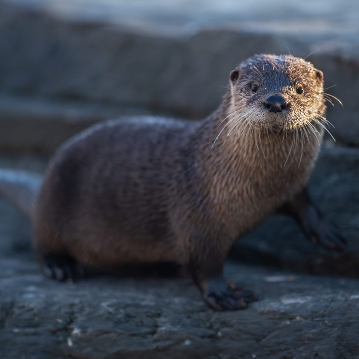 Une loutre de rivière.