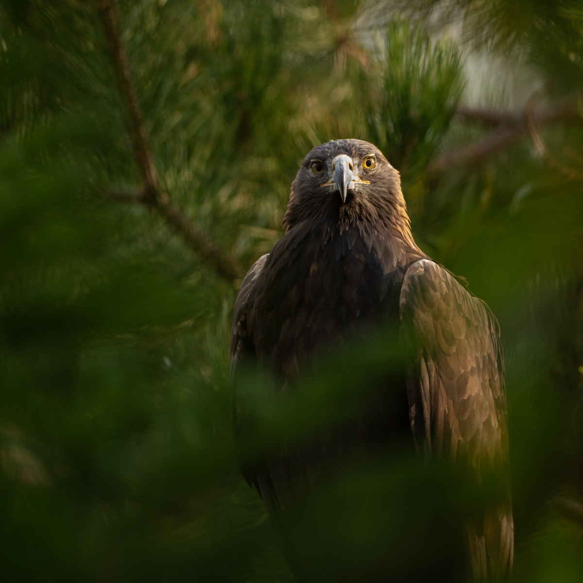 Un aigle royal.