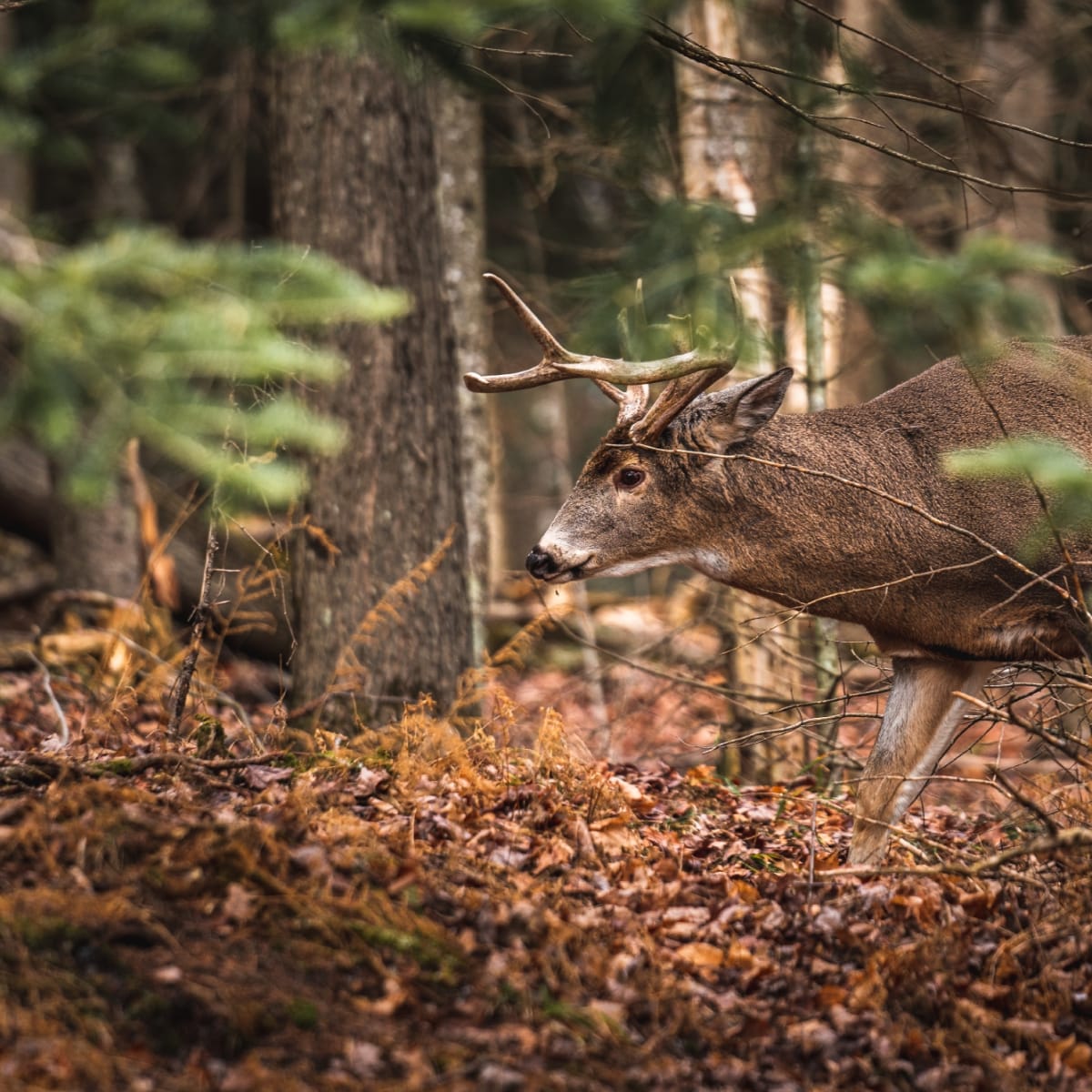 Un cerf à la Réserve faunique de Papineau-Labelle.