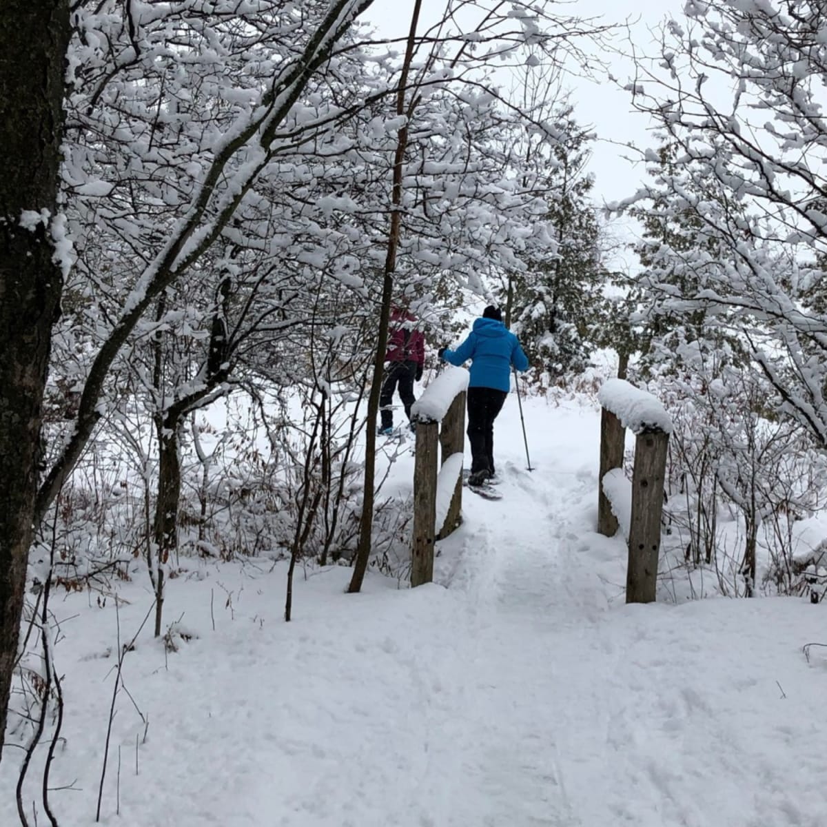 Randonnée en raquette à la Réserve naturelle Boisé des Douze.