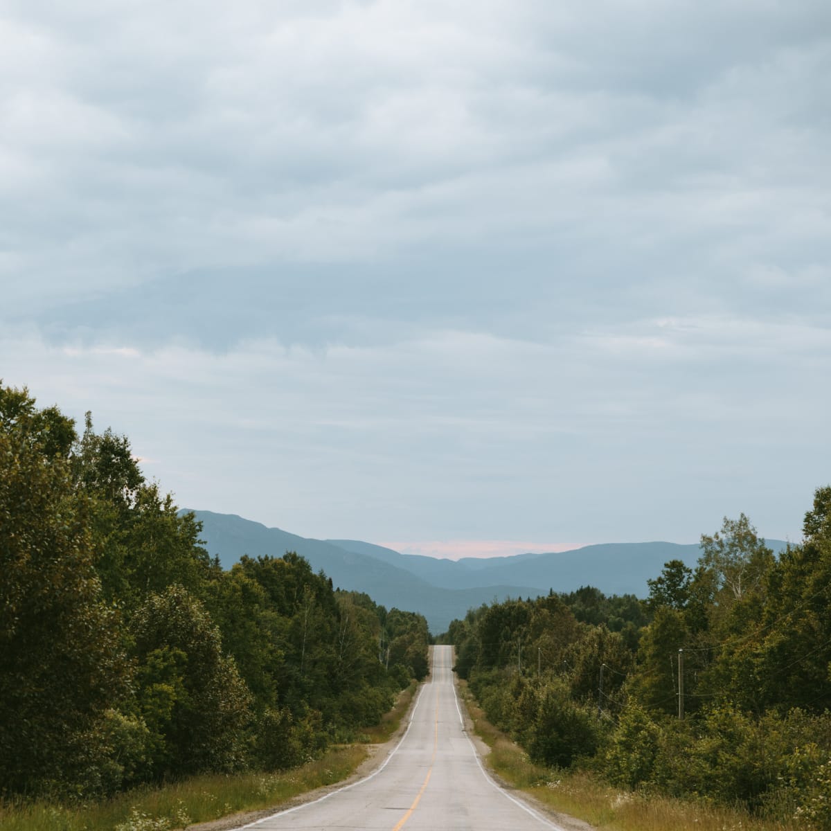 Road through a forest on the Mountain Road.