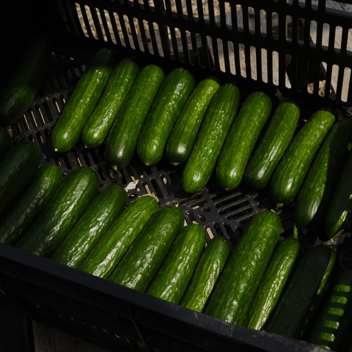 Cucumbers from Les Jardins de Minga, on the Flavour Trail of Charlevoix.