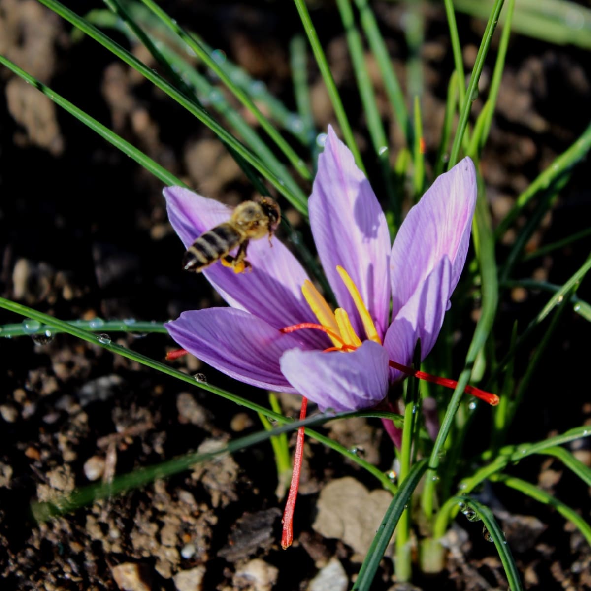 Une abeille et une fleur au Safran Nordique.