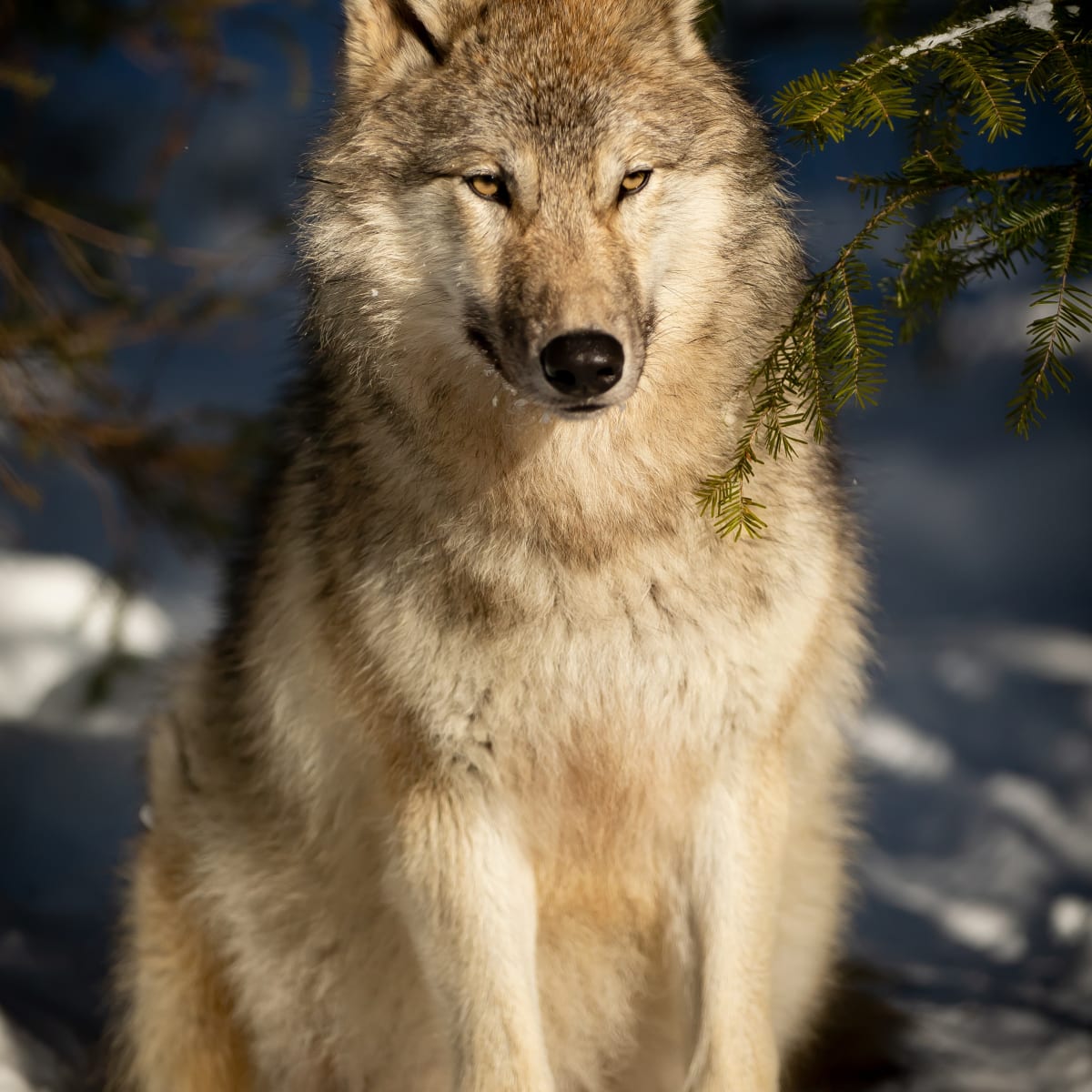 Sanctuaire de loups LUPO - Loup assis sur de la neige