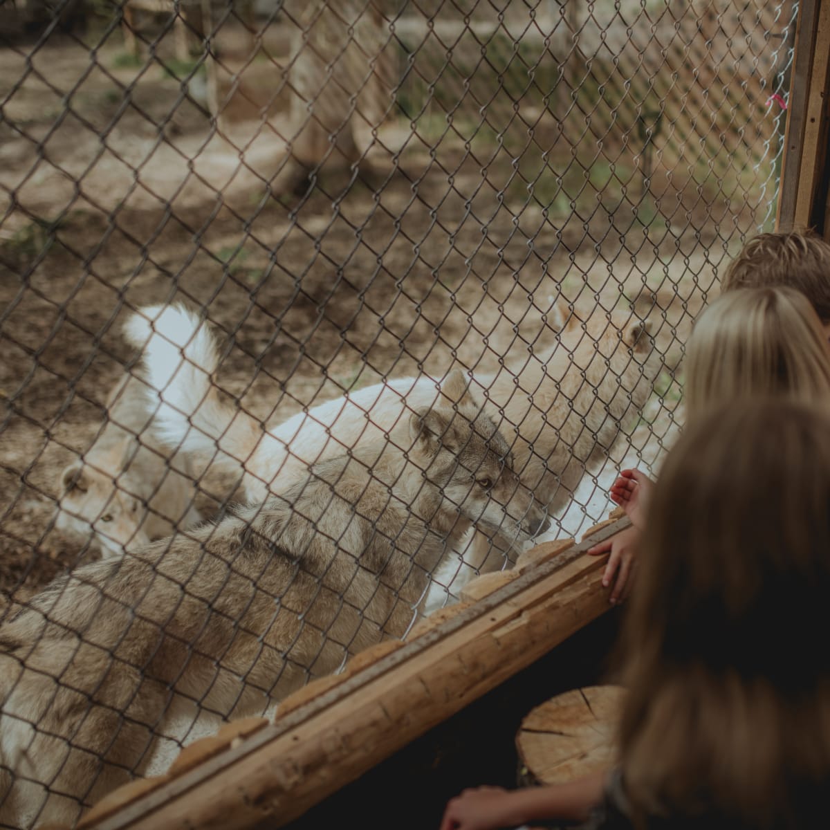 Sanctuaire de loups LUPO - Trois personnes accroupies interagissent avec trois loups, derrière une clôture
