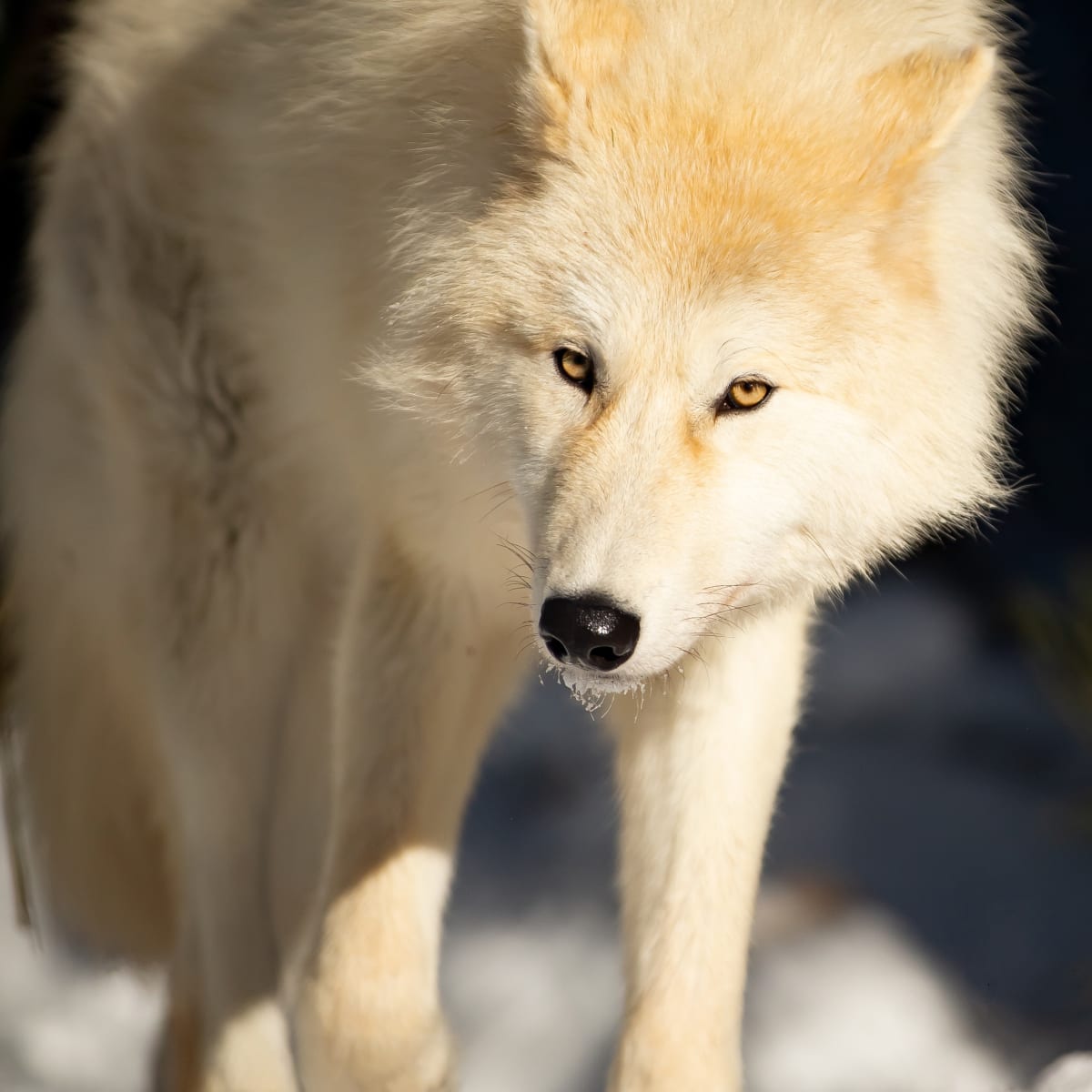 Sanctuaire de loups LUPO - Un loup blanc qui marche sur de la neige