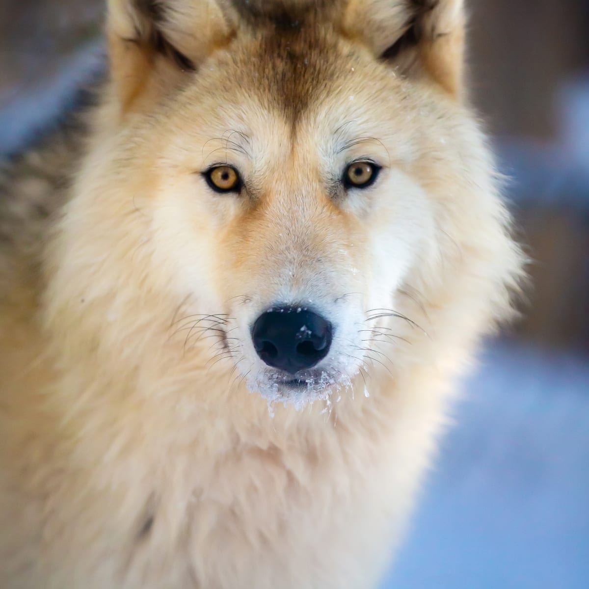 Sanctuaire de loups LUPO - Un loup