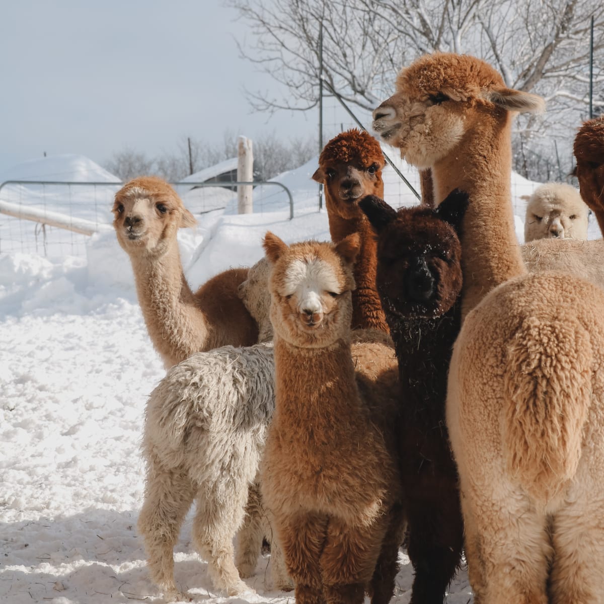 Alpacas, in the Crater and Tides Sector.