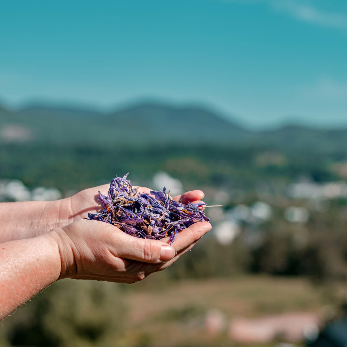 Saffron in the Mountain Sector.