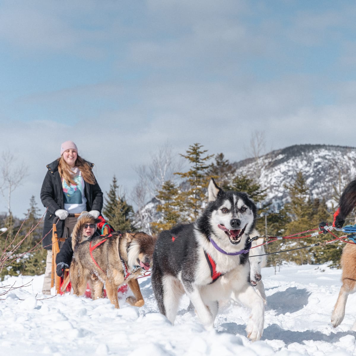 Dog sledding in the Saint-Siméon Sector.