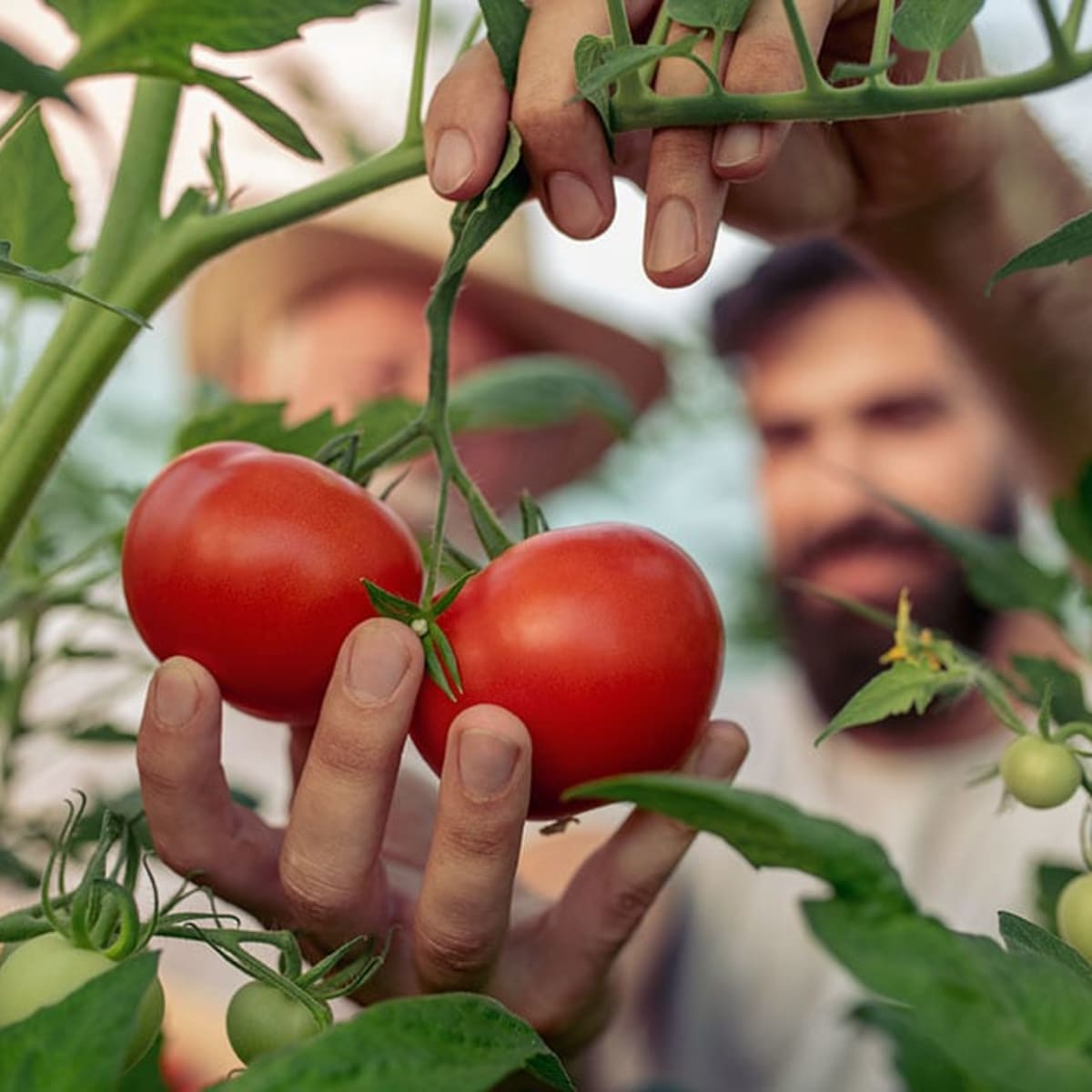 A man picking tomatoes in a greenhouse.