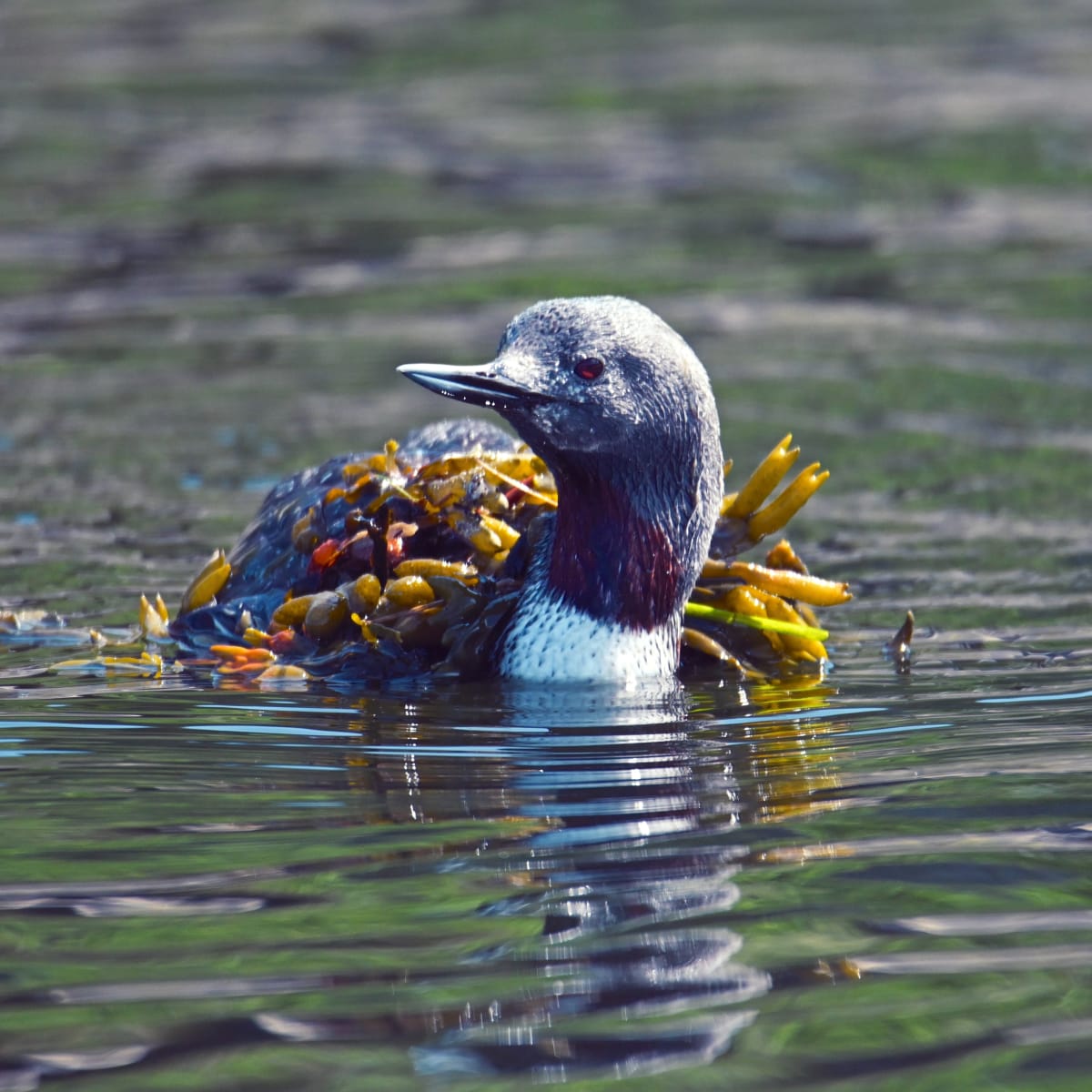 Marine bird in Côte-Nord.