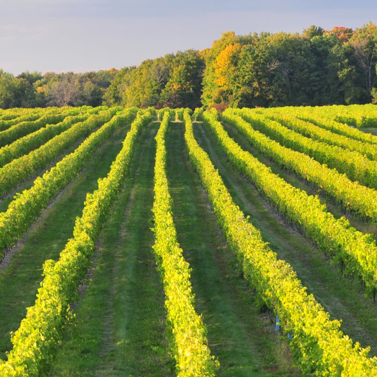Terroir et Saveurs du Québec: Vines.