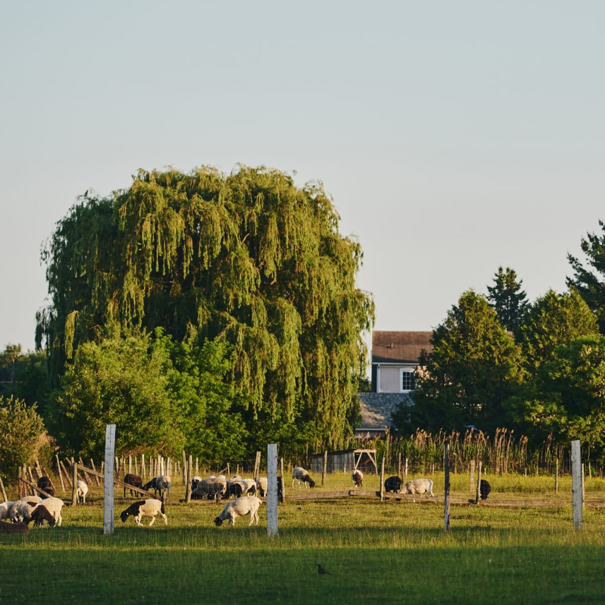 Vaches en plein air à La Rabouillère 