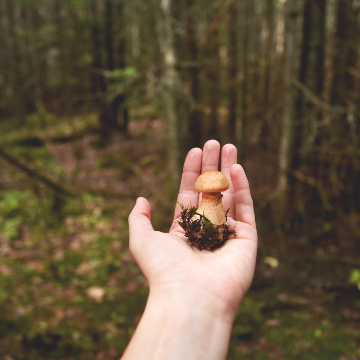 Mushroom in an outstretched hand in the forest