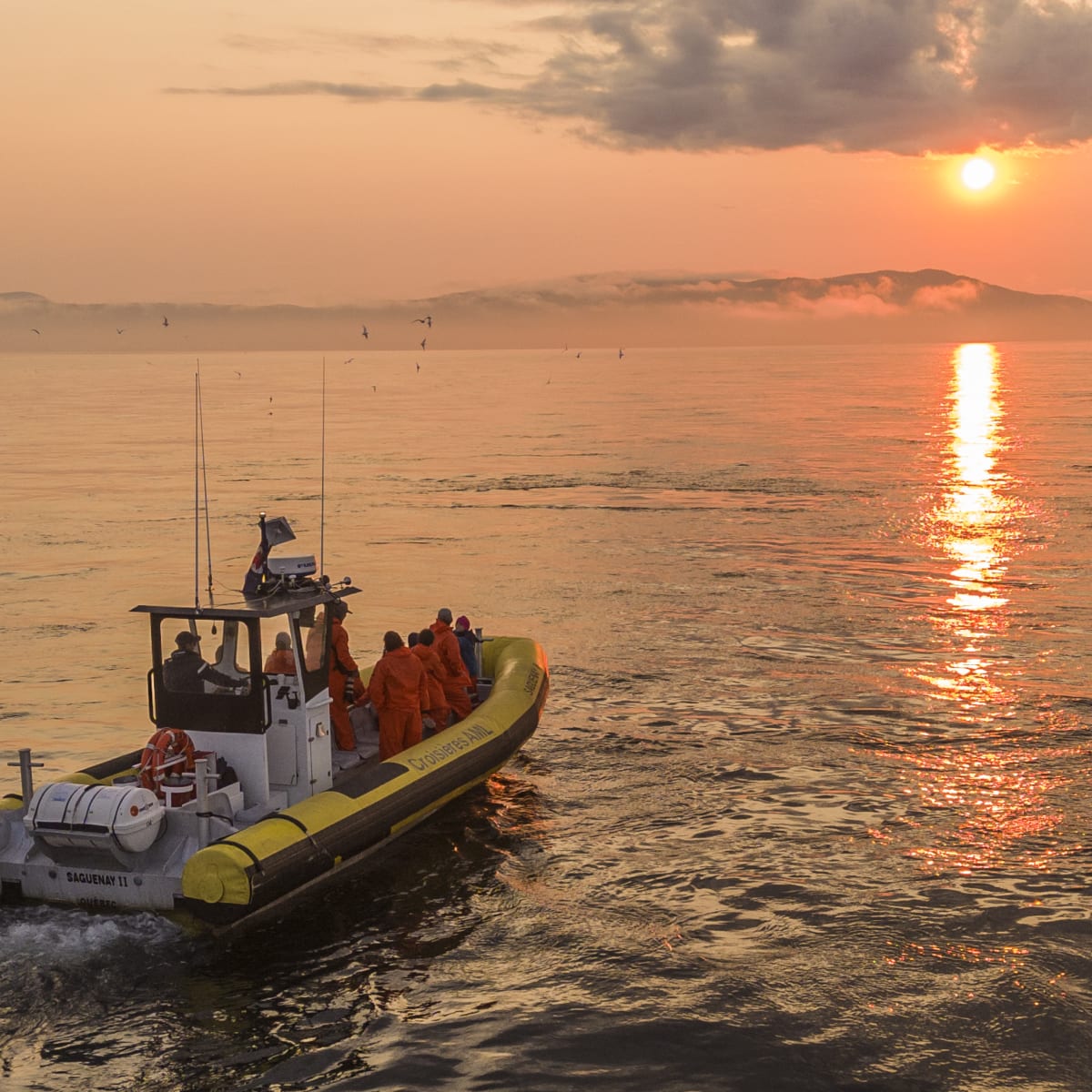 Whale watching cruise: A Zodiac expedition and a sunset on the water