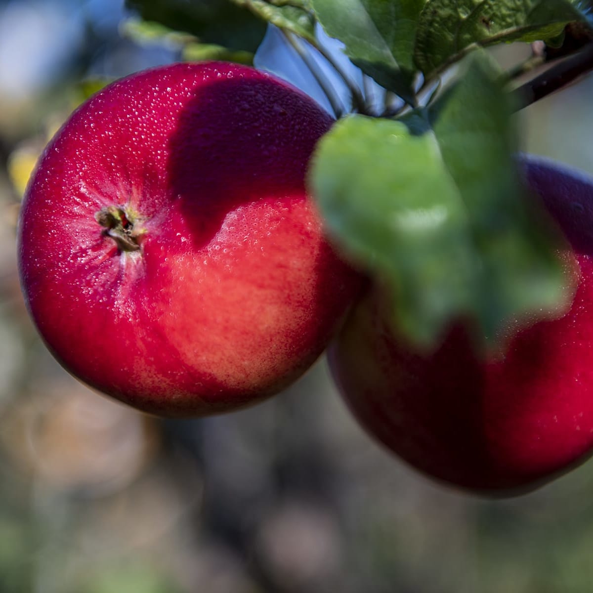 Pommes sur un arbre en Côte-Nord.