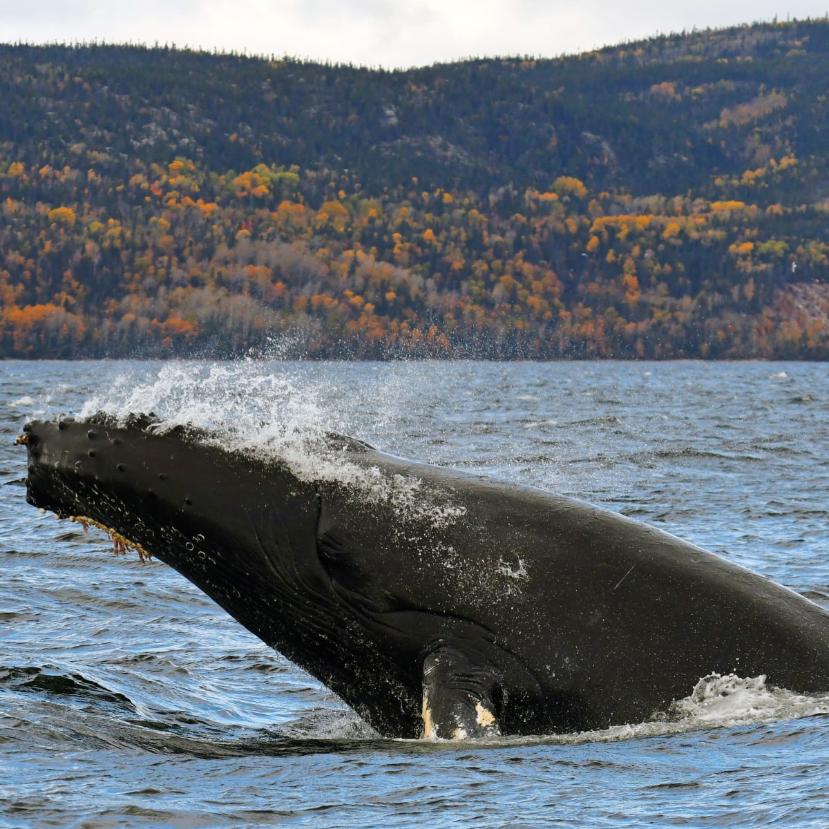 Baleine en automne sur la Côte-Nord.