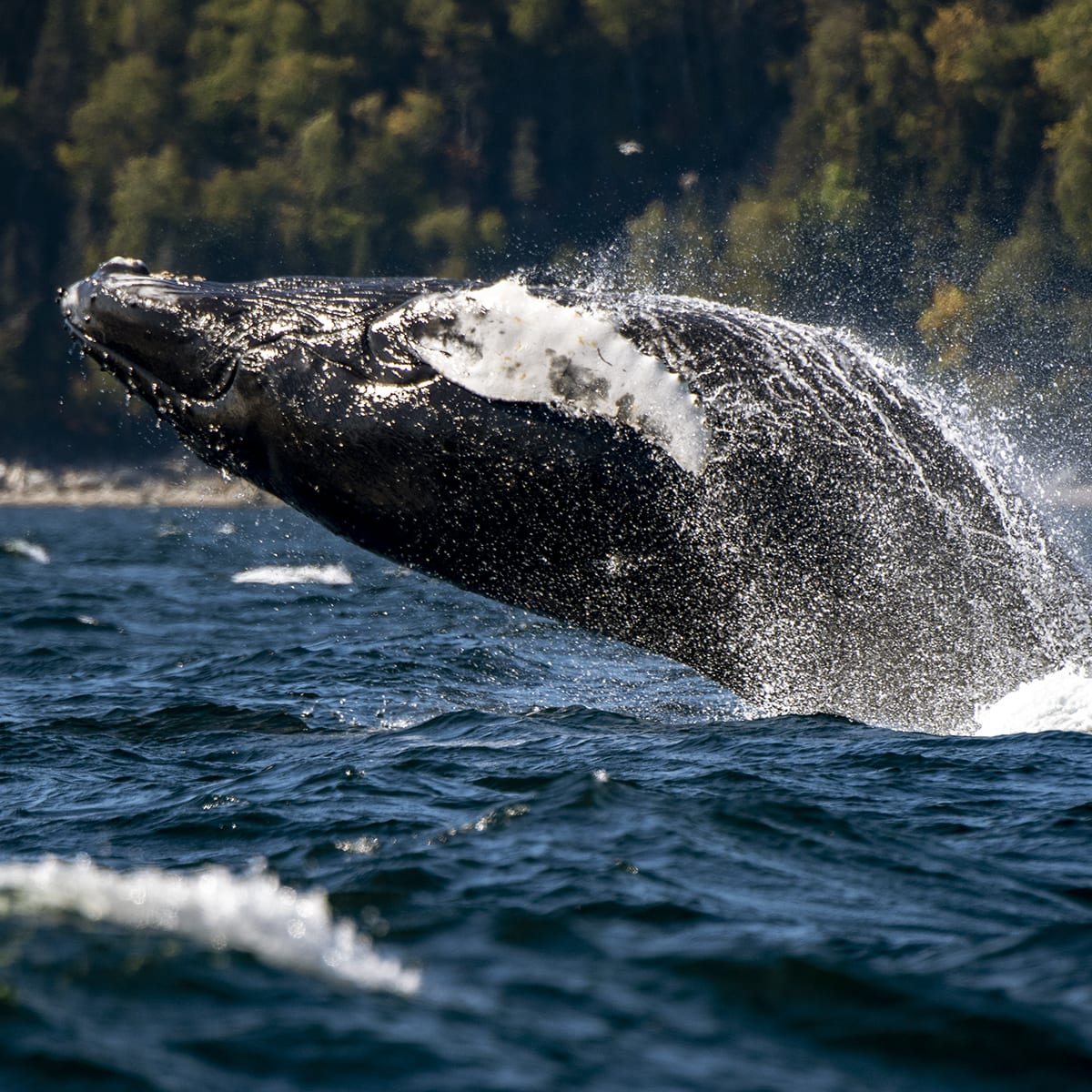 Whale emerging from the water