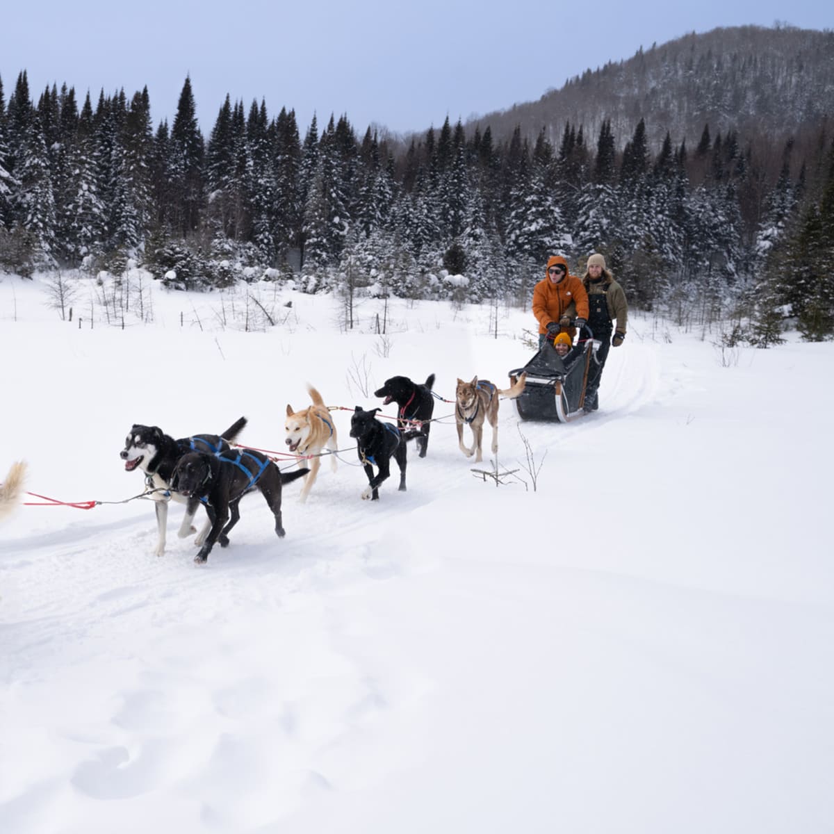 Dog sled ride.