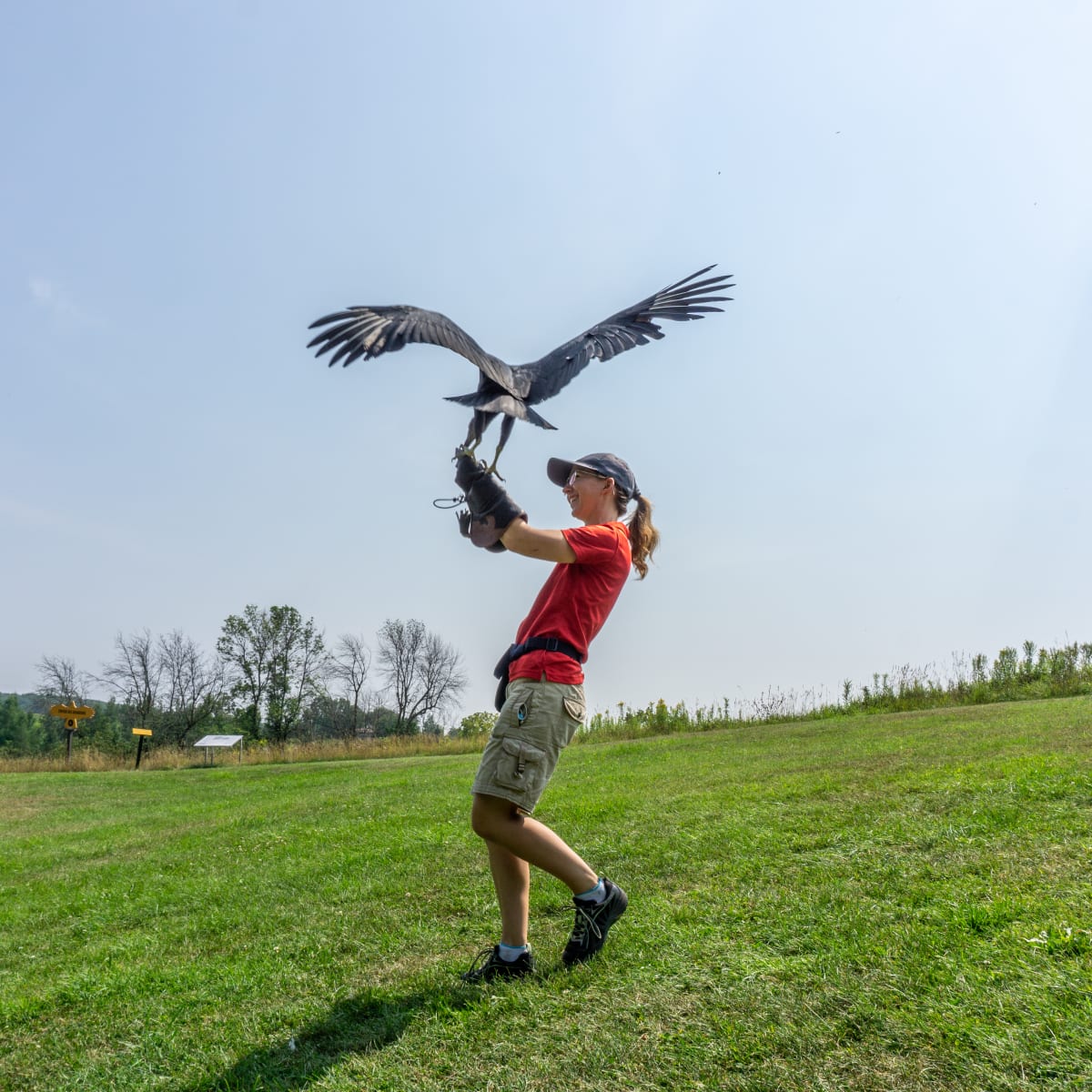 Demonstration of birds of prey at Chouette à voir!