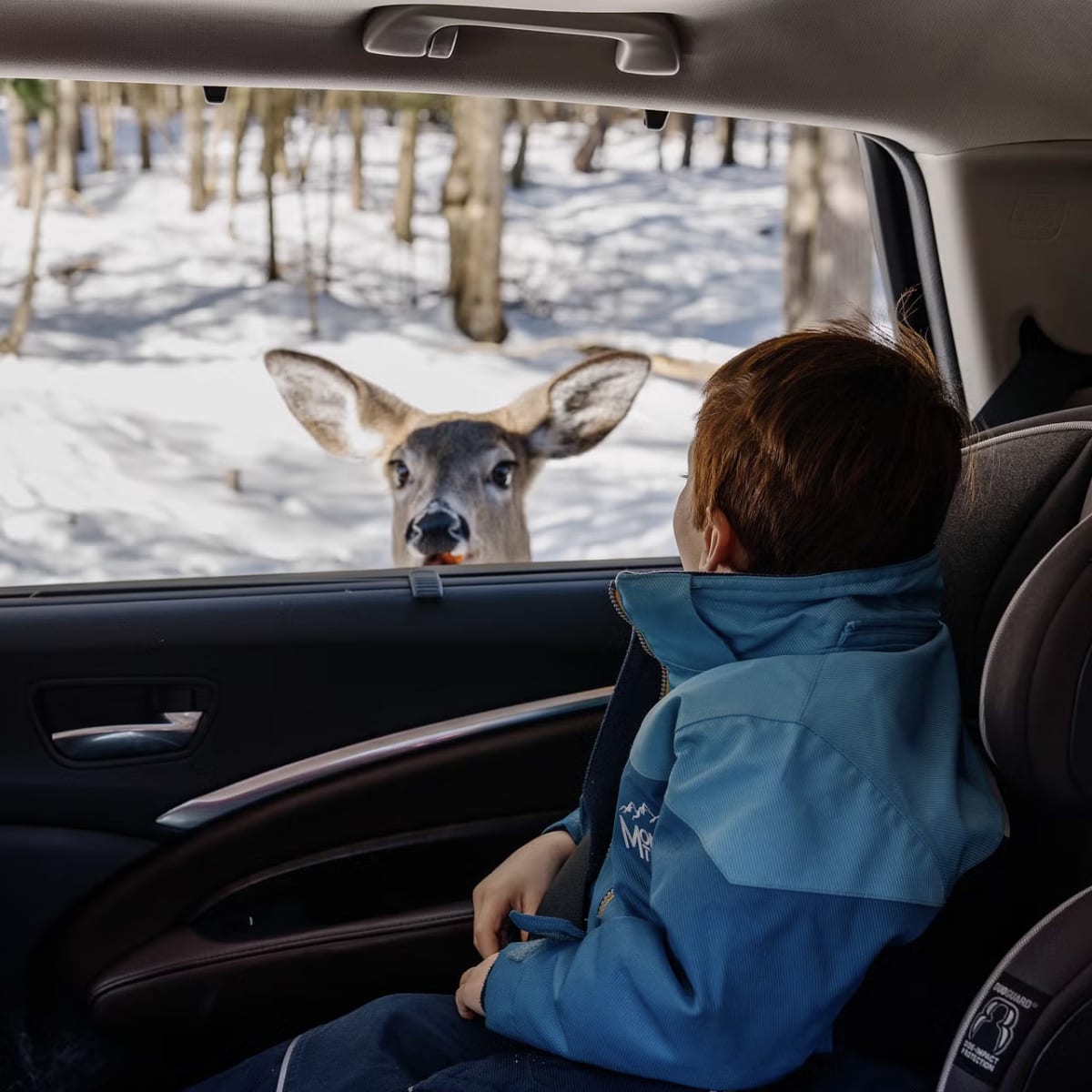 Child looking at a deer at Omega Park from a car. 