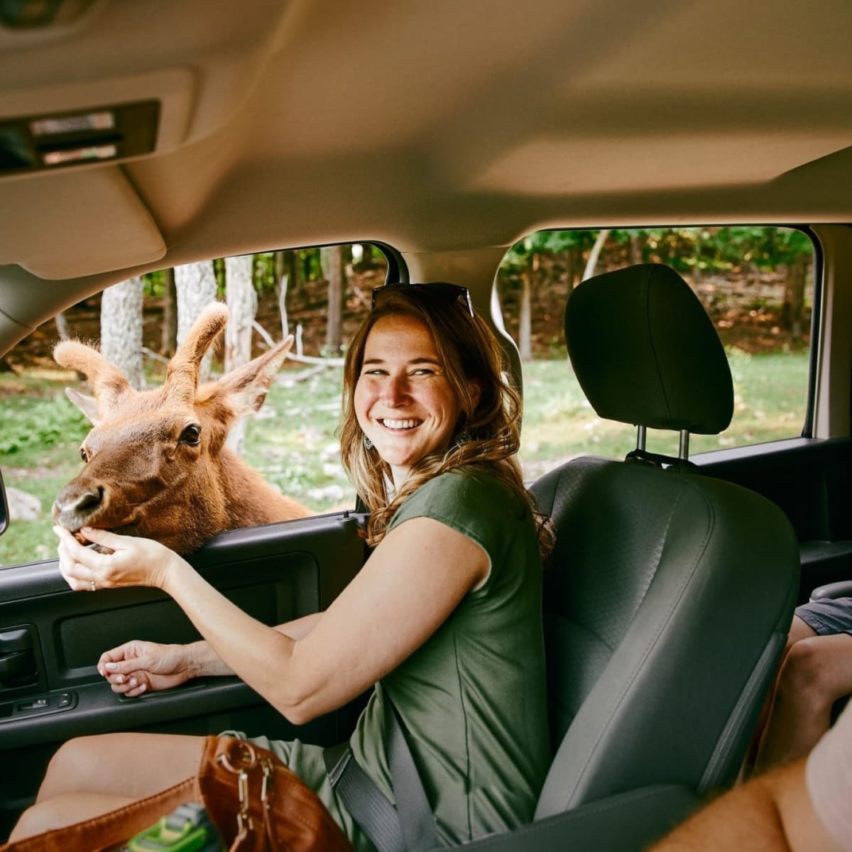 Someone giving food to deer.