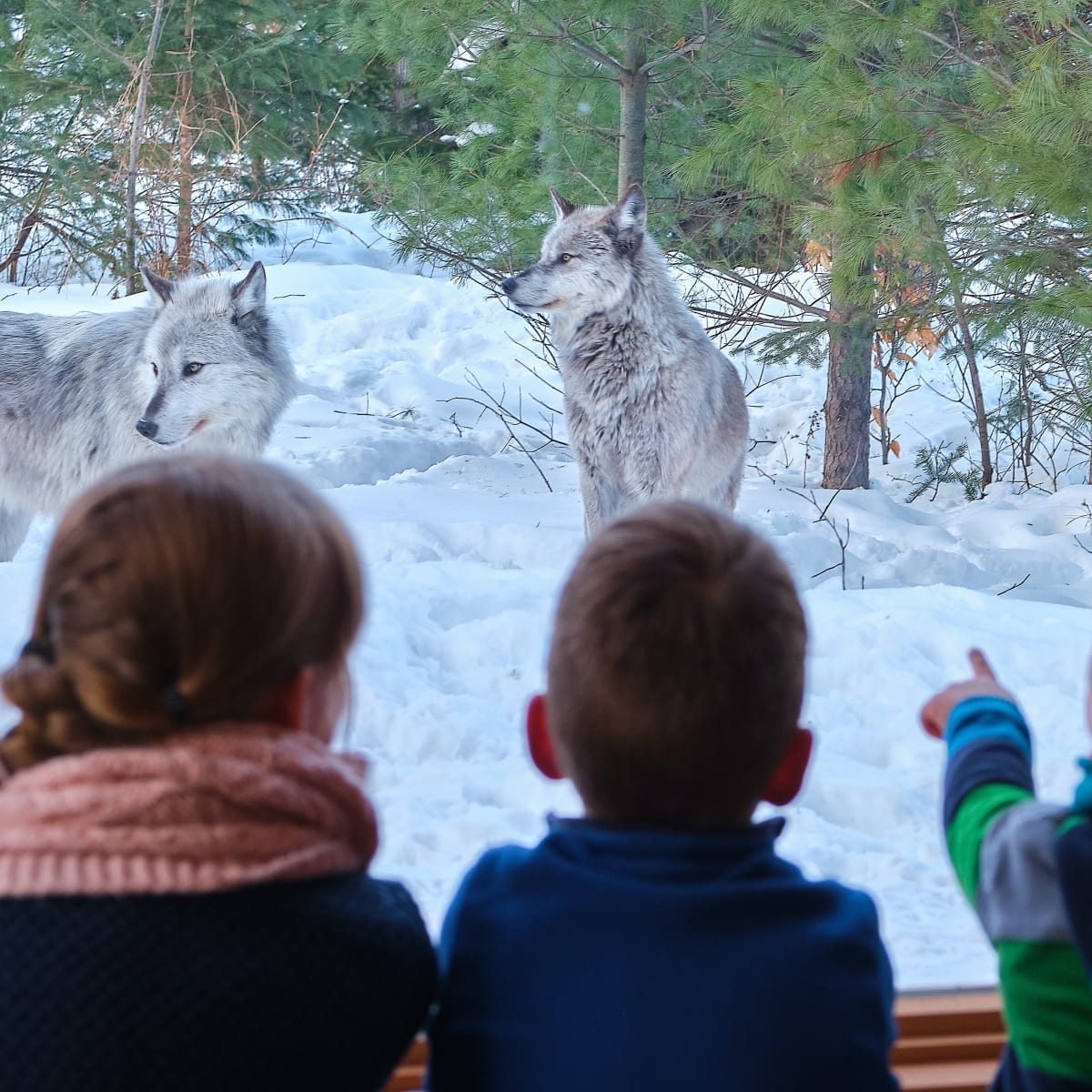 Kids observing wolves.