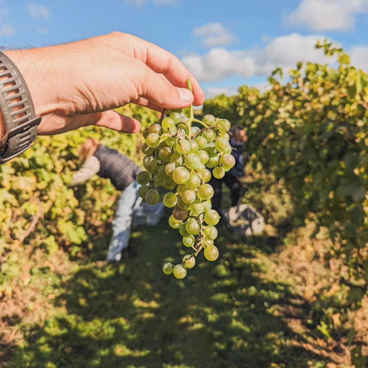 Hand holding a bunch of grapes in a vineyard in Outaouais.