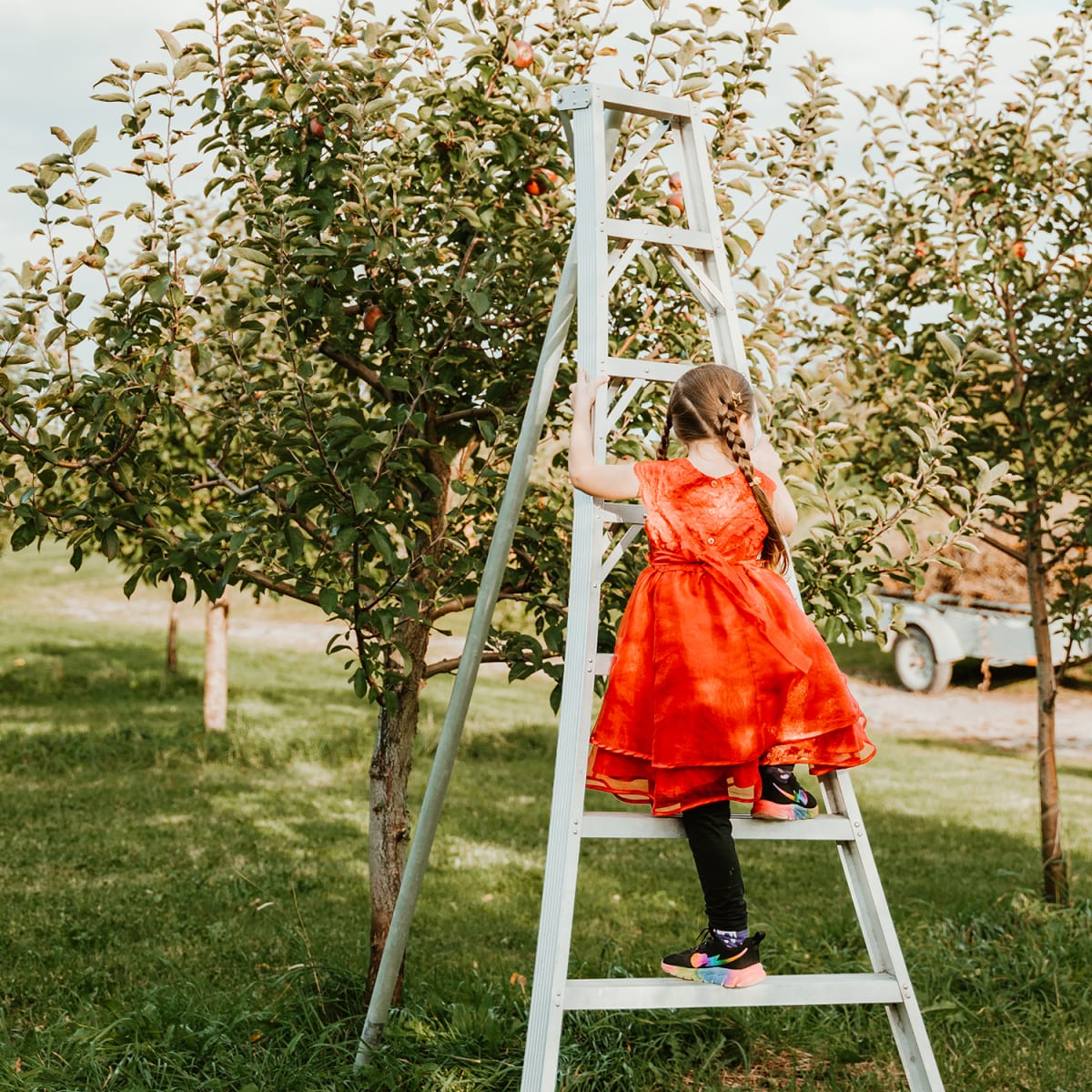 Little girl in a ladder in an apple orchard in Portneuf.